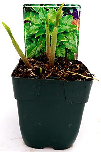 POWERS TO FLOWERS - HOSTA INVINCIBLE, pianta vera