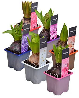 Bulbo de Hyacintus Orientalis | DECOALIVE | 1 Unidad | Flor de Jacinto | Planta en Maceta