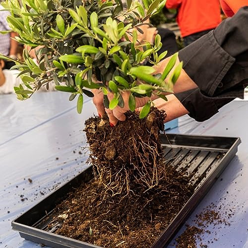 Sustrato Bonsáis PREMIUM Formato de 5 Litros Suelo Natural