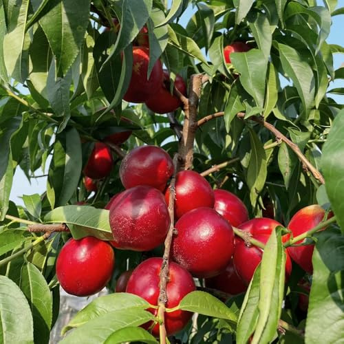 Semillas de nectarina, nectarinas de invernadero interior cobertura del suelo rara balcón con camas elevadas camas elevadas orgánicas el jardín 15pcs