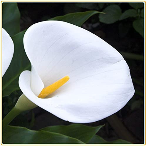 Calla-Lilienzwiebel, Grünblatt, seltene Arten, Dekorationen, geheimer Garten, Weihnachtsgeschenke, Staude, Pflanzen, duftend, Luft reinigend – 30 Bulbi