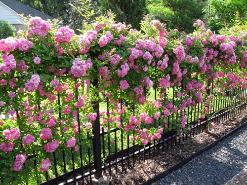 Peggy Martin Climbing Rose - Live Plant - (1 QT)