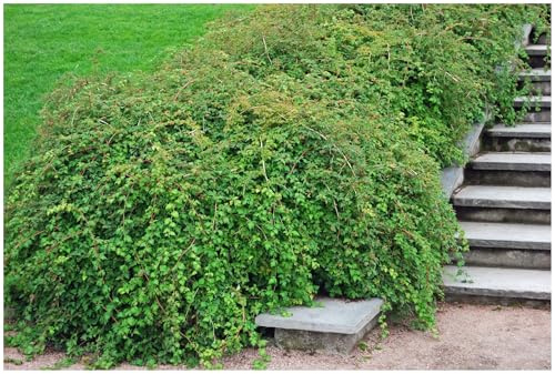 Stauden Gänge 10 x Stephanandra incisa 'Crispa' (Gehölz/Heckenpflanze/Winterhart/Mehrjährig/Bodendecker) Niedrige Kranzspiere - Zierstrauch für Bewegung und Struktur - Top für Hangbepflanzung