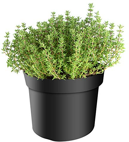 mgc24 Thym, Faustini, herbes de cuisine méditerranéennes en pot de 14, résistant à l'hiver, pluriannuel, parfait pour le jardin d'herbes, 3 plants