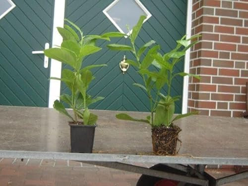 15 x Kirschlorbeer Novita 50-80 cm im Topf | Immergrüne Heckenpflanze schnellwachsend | winterhart & robust | Sichtschutz Lorbeerkirsche sofort pflanzbar