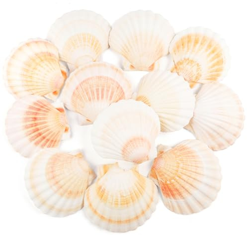 TaoQ C 12 Piezas Conchas Naturales, 10cm - 12cm Blanco y Rosa Conchas Marinas Naturales Conchas Grandes para Artesanías Bodas decoran Fiestas temáticas de Playa, peceras y Rellenos de jarrones