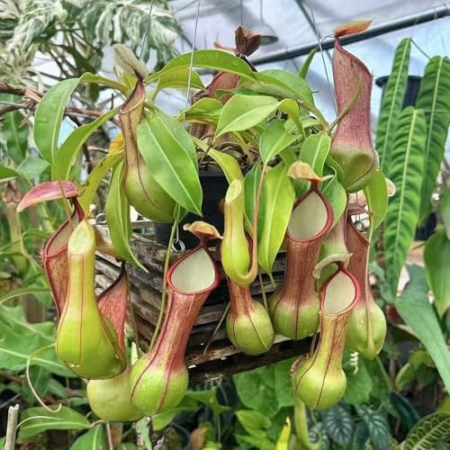 semi di nepenthes - in vaso resistenti carnivora appartamento biologici esotiche 350pcs