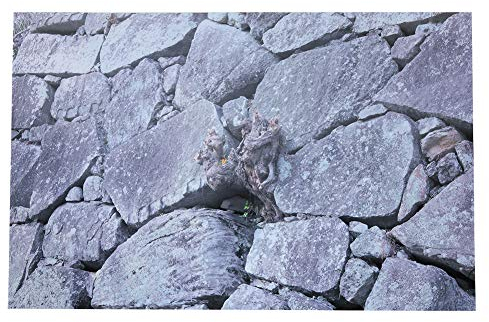 Cikonielf Aquarium Hintergrund Selbstklebend Terrarium Rückwand 3D Hintergrund Deko Aquarium Hintergrund Poster quarium Wandaufkleber(61 * 41cm)