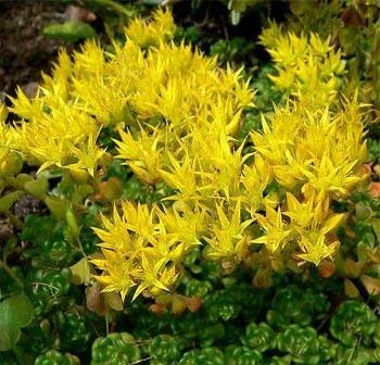 Pacchetto semi: 10 Semi di 3589 luce gialla Brugmansia