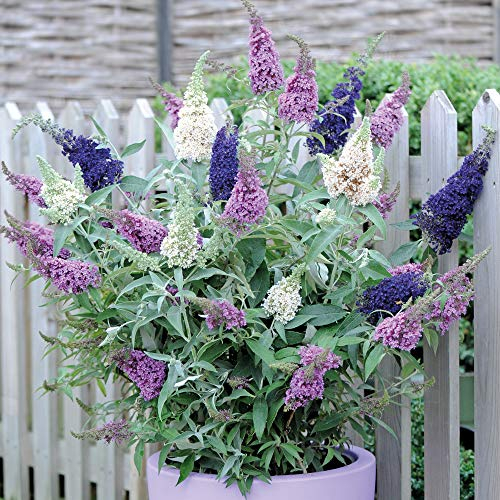 Butterfly Bush Tricolour 3 in 1 Hardy Shrub Pink Purple White Attracts Pollinating Insects Low Maintenance Flowering Buddleja davidii Tricolour 1 x 12cm Pot by Thompson and Morgan