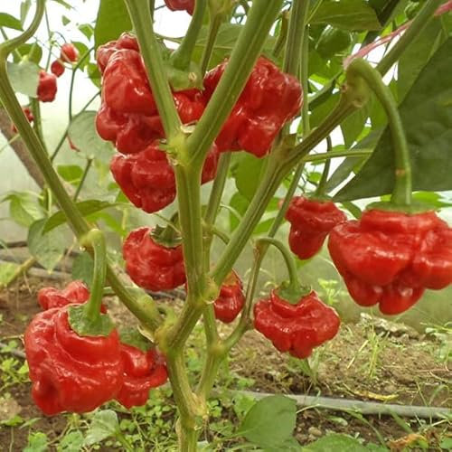 Jamaican Red Chili Pepper Seeds - Spicy Chili Plant Open Pollinated Guaranteed Seed Variety