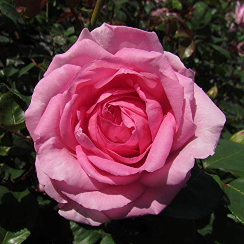 Mum in A Million - 5.5lt Potted Hybrid Tea Garden Rose Bush - Highly Fragrant Pink. Perfect Mum Gift or Mothers Day Rose