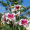 Bulbi Di Gigli Bulbi Di Fiori Perenni Resistenti Gigli Degli Alberi Pianta Da Balcone Giglio Africano Fiori Resistenti Decorazione Di Fiori Ornamentali Bulbi Perenni Giglio 3 Bulbi Di Giglio Gigante