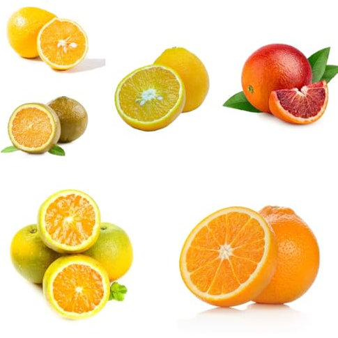 orangenbaum zimmerpflanze samen, frisches obst topfpflanzen draußen winterhart zitruspflanzen säulenobst dekoration wohnzimmer kletterpflanzen winterhart obstbäume kaufen seltene 55pcs