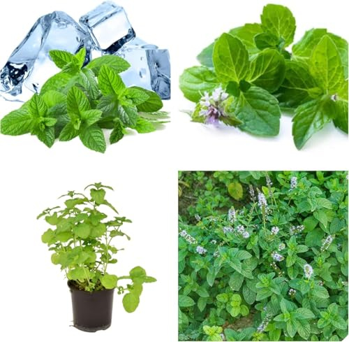 Semi di Menta Glaciale, Menta ghiaccio Pianta Perenne Rinfrescante per Cucina e Cocktail, Ice Mint Seeds
