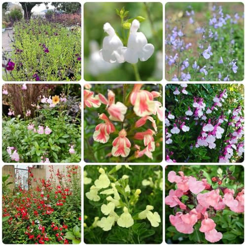 salbei kräutergarten küche geschenk salbeisamen pflanzensamen wildblumen kräuterpflanzen blumensamen balkon küchenkräuter küchenkräuter balkonpflanzen balkon kräutergarten indoor 700samen