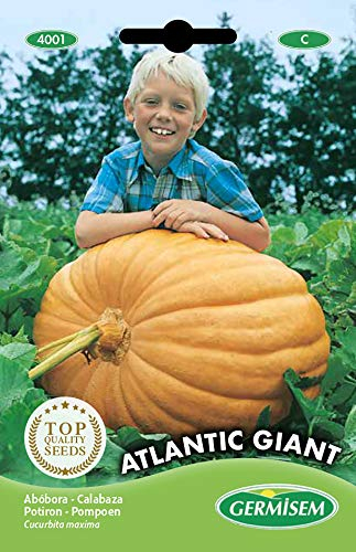 Germisem Kürbis ATLANTIC GIANT, mehrfarbig, EC4001