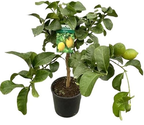 Árbol de Limón Natural Disfruta de la Frescura Mediterránea en tu Propio Jardín