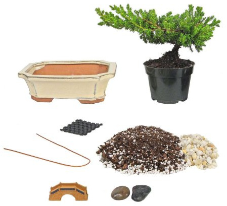 Eve's Bonsai Tree Starter Kit, Complete Do-It-Yourself Kit with 6 Year Old Japanese Juniper !!! Cannot Ship to CA California & HI Hawaii !!!