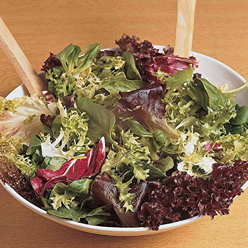 Lettuce Salad Leaves Mixed Seeds Half Hardy Annual Vegetable Garden Plants Easy to Grow Your Own 1 Packet of 400 Seeds by Thompson and Morgan