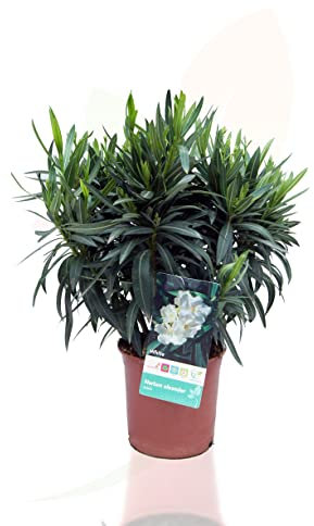 Adelfa Blanca Árbol Natural Perfecto para la Decoración del Exterior del Hogar