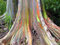 55 Samen von Eucalyptus Deglupta, Regenbogen-Baum, Regenbogen-Gum, seltenen lebensfähigen Samen