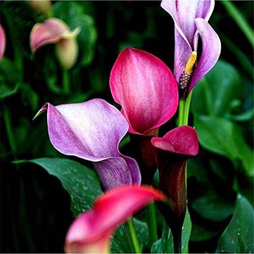 Calla Lily Bulbi Freschi Piante Dritto Piante Dritte Hardy Popolare Pianta in vaso - 3 Lampadine, A