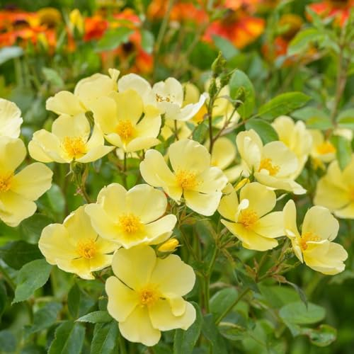 Englische Rose Tottering by gently ® (Container)