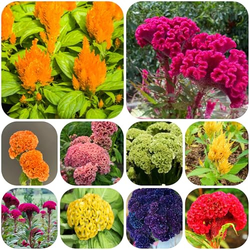 50 pz semi di cresta di gallo - d'appartamento Pasqua per giardino