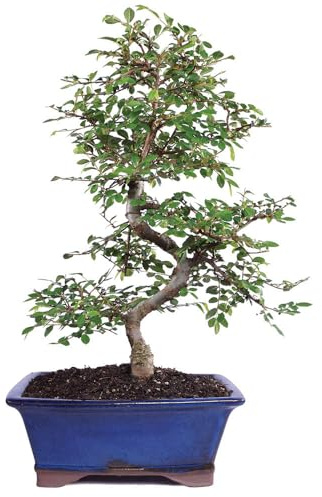 Brussel's Live Chinese Elm Outdoor Bonsai Tree - 15 Years Old; 14 to 18 Tall with Decorative Container