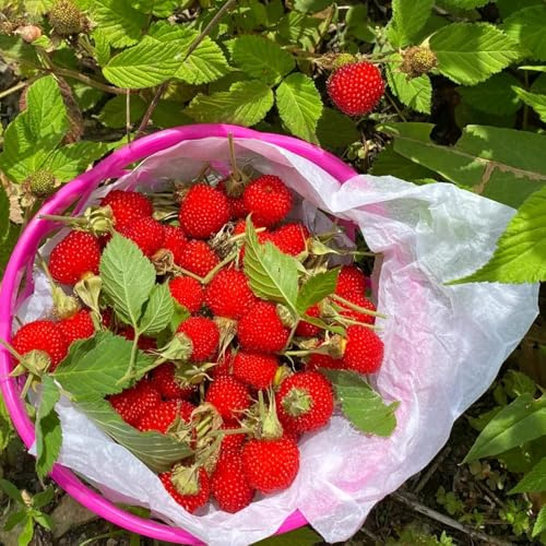 semi di fragola selvatica - biologico, varietà antiche fragola selvatica raro rampicanti balcone serre balcone resistenti d'appartamento 1000pcs