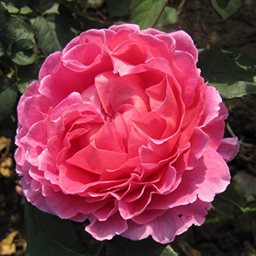 Wonderful Wife - 5.5lt Potted Hybrid Tea Garden Rose Bush - Beautiful Fragrant deep Salmon Pink Blooms, Healthy & Repeat Flowering.