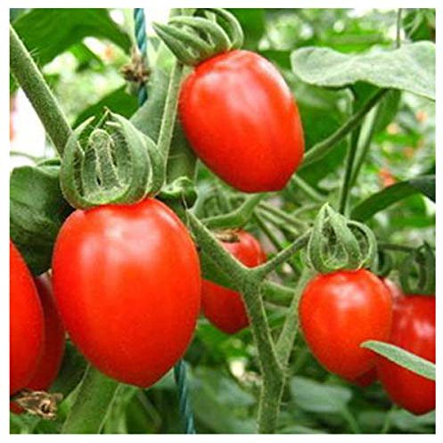 30 pcs/sac Graines De Tomates Cerises Fruits Bio Légumes Semences De Plantes Balcon Jardinage En Plein Air Bonsaï