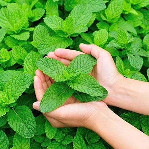 Shiningbaby 500pcs Menthe Verte aux graines de Menthe poivrée pour la Croissance