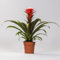 Guzmania Hope - Bromelie - Zimmerpflanze - Ø12cm - ↑40cm