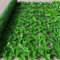 AQCQDQ Brise-vue de jardin en lierre artificiel - 100 x 200 cm - Plusieurs tailles - Clôture de lierre vert avec connexion renforcée - Haies artificielles avec feuilles de vigne (50 x 50 cm, 1)