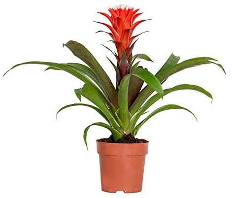 Guzmania Hope – Röhrenpflanze – Zimmerpflanze – Pflegeleicht – ⌀12 cm – 35-45 cm
