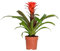 Guzmania Hope – Röhrenpflanze – Zimmerpflanze – Pflegeleicht – ⌀12 cm – 35-45 cm