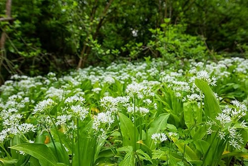 Bärlauch Allium ursinum Waldknoblauch 50 Samen Kräutersamen Aussaat Oktober bis März Kaltkeimer