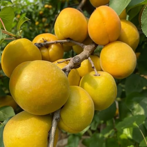 Semillas resistentes de albaricoquero, albaricoque, Prunus armeniaca, fresca jardín de para lugares soleados huerta, 10pcs