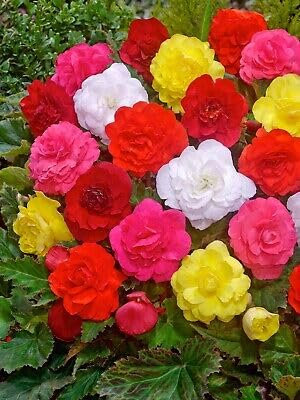 Buy4seeds 15 Seeds Flower Begonia Tuberous Illumination Mixed Useful for Garden and Outdoor