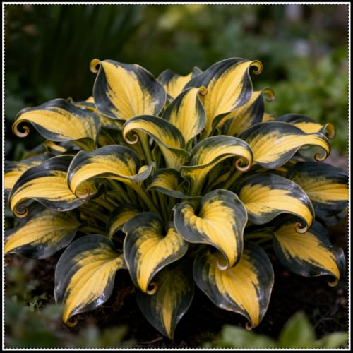 Bulbos de hosta, Herbácea perenne, De rápido crecimiento, Ideal para borduras de jardín y paisajismo,Tolerante a la sombra total o parcial.-b-6 Bulbos