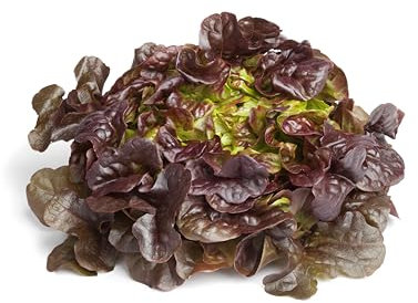 Sachet de graines de Laitue à couper salad bowl rouge - Sachet de 3 grammes - Graines de style