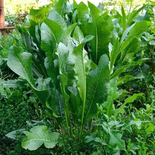 Semi di rafano, semi di invernali Armoracia rusticana Tetto verde dei semi del balcone giardino 50pcs