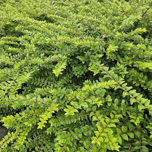 Lonicera nitida « vert mai », 48 plantes, couvre-sol à feuilles persistantes et plante de haie, facile d'entretien et compatible avec les coupures, diamètre 9 cm, 10 à 25 cm