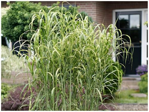 3 x Miscanthus x giganteus 'Aligator' im 1 Liter Topf (Ziergras/Gräser/Winterhart/Mehrjährig/Staude) Riesen-Chinaschilf/Elefantengras- Ziergras mit einzigartigem Streifenlook - von Stauden Gänge