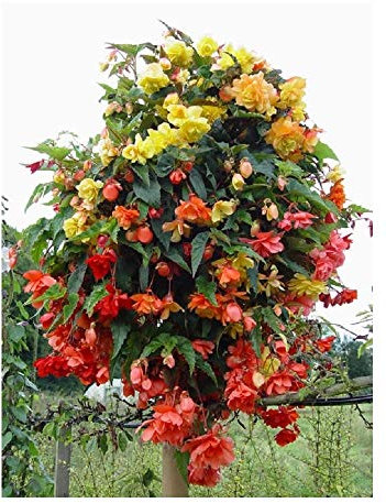 PREMIER SEEDS DIRECT - Begonia Tuberous - Illumination - Mixed F1-12 PELLETS