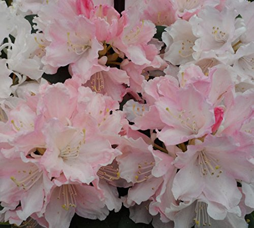 Rhododendron yakushimanum 'Dreamland' 17cm Pot Size