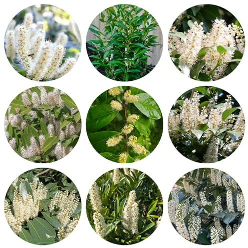 semillas de laurel cereza - resistentes jardín orgánicas 350pcs
