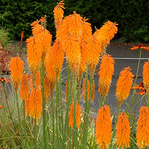 1 x Kniphofia ‘Mango Popsicle’ (Winterhart/Staude/Dauerblüher/Bienenferundlich/Mehrjährig) Fackellilie Orange - Sonnengeküsste Blüten für fruchtige Sommermomente - von Stauden Gänge